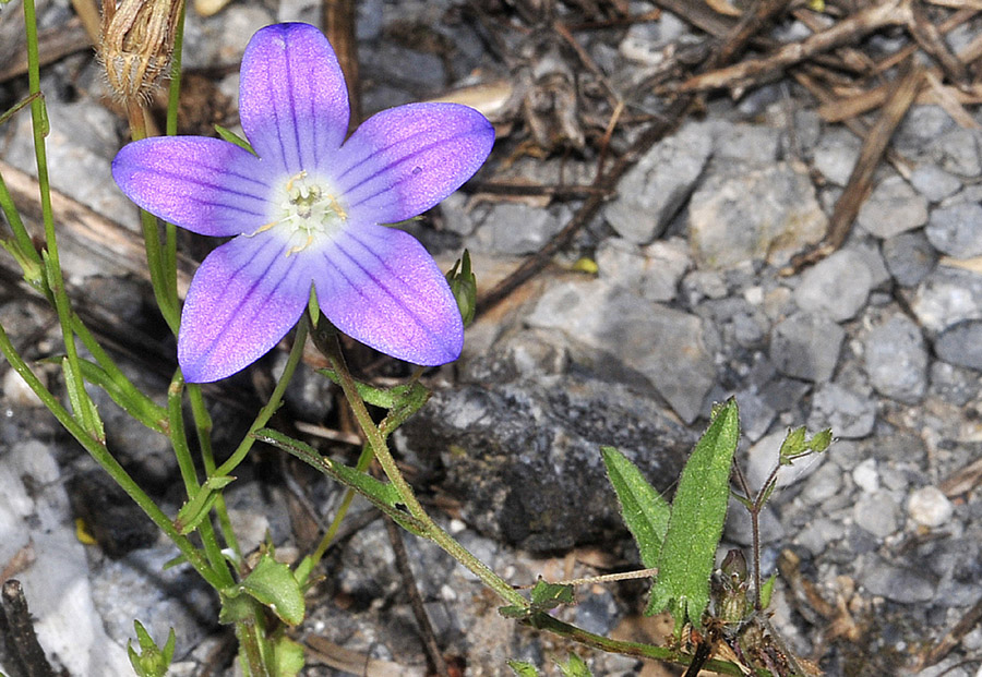 Dalla Grecia: Campanula da det/conf.